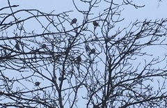 Passeriformes