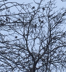 Passeriformes