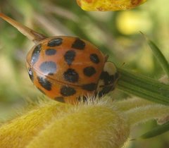 Harmonia axyridis