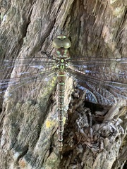 Coryphaeschna ingens