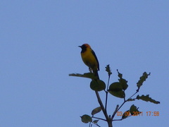 Icterus auricapillus