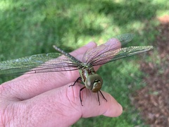 Coryphaeschna ingens