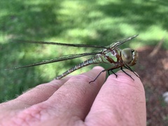 Coryphaeschna ingens