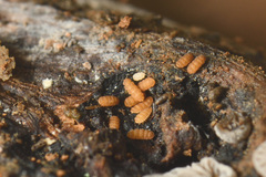 Trachypauropus