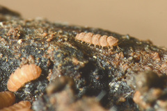 Trachypauropus
