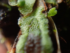 Mannia gracilis