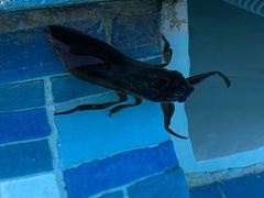 Lethocerus cordofanus