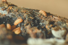Trachypauropus