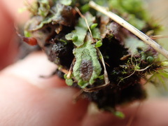 Mannia gracilis