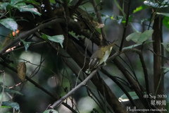 Phylloscopus coronatus