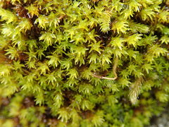 Racomitrium ryszardii