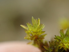 Racomitrium ryszardii