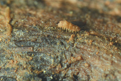 Trachypauropus