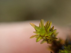 Racomitrium ryszardii