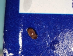 Stegobium