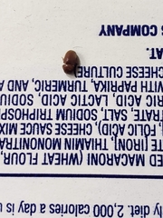 Stegobium