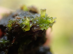 Fossombronia longiseta
