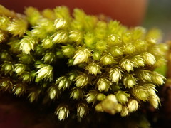 Homalothecium aeneum