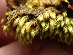 Homalothecium aeneum