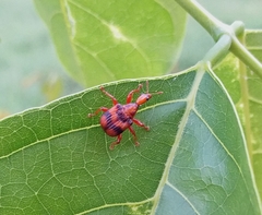 Strigapoderus tranquebaricus