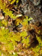 Homalothecium aeneum