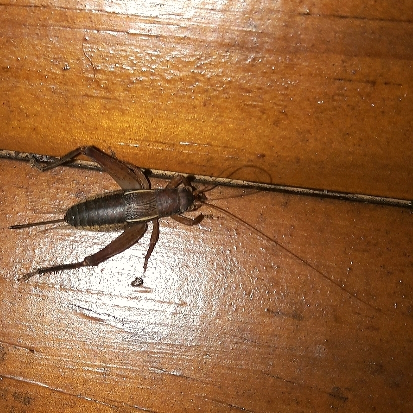 Taroba