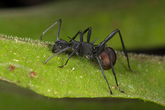 Polyrhachis armata
