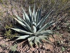 Agave simplex