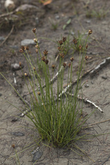Juncus triglumis