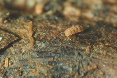 Trachypauropus
