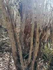 Calycophyllum candidissimum