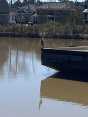 Ardea herodias