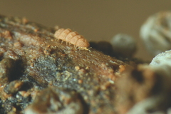 Trachypauropus