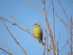 Chloris chloris