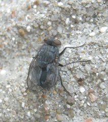 Calliphora vicina