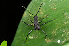 Polyrhachis armata
