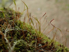 Syntrichia princeps