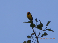 Icterus auricapillus