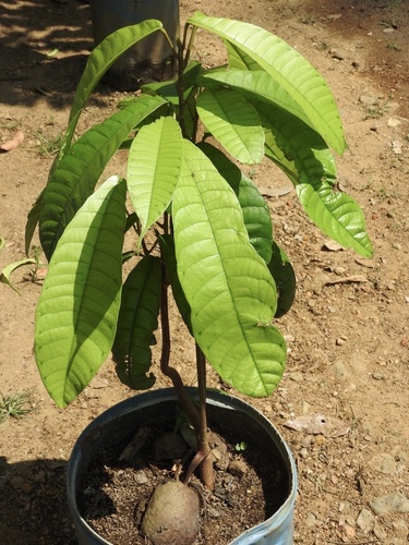 Vateria copallifera observed 2021-03-03
