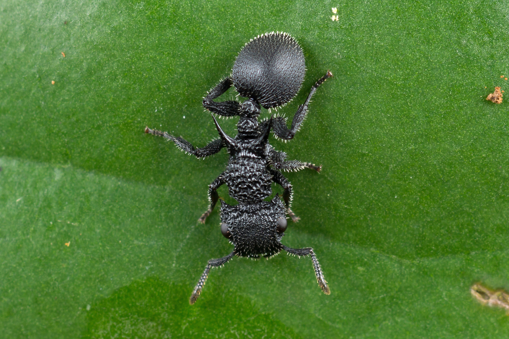 Cataulacus horridus