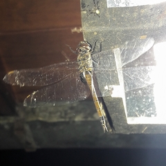 Tramea cophysa
