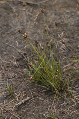 Juncus triglumis