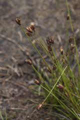 Juncus triglumis