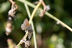 Pseudolucia chilensis