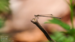 Prodasineura autumnalis