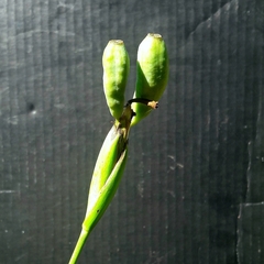 Phalocallis coelestis