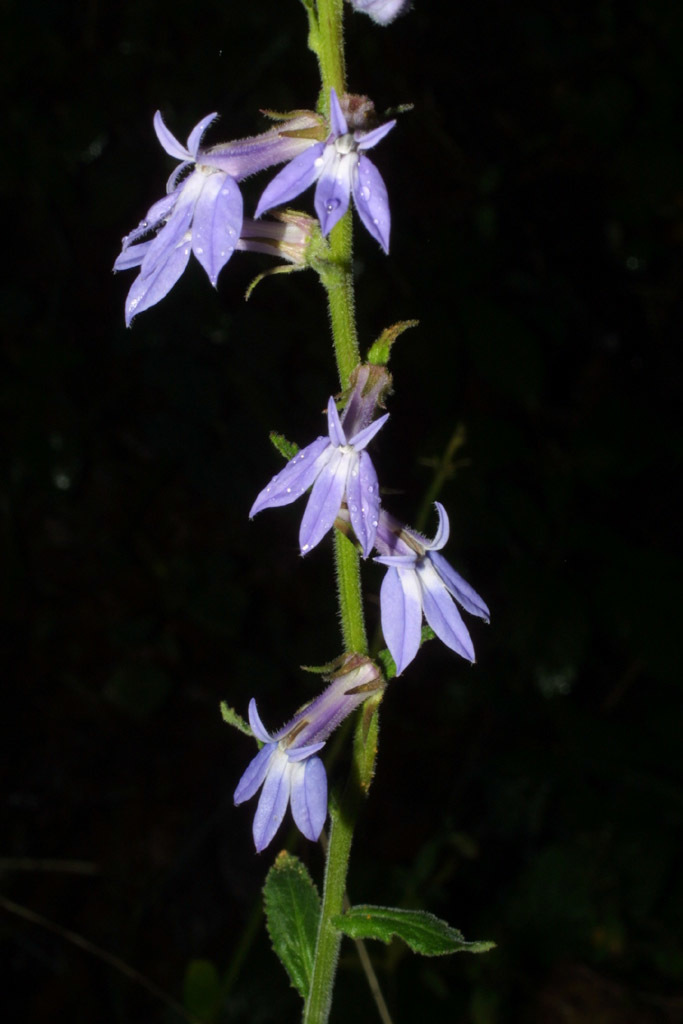 downy lobelia