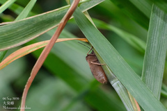 Chalcopis glandulosa