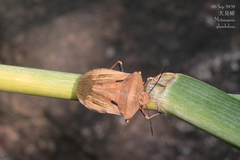 Chalcopis glandulosa