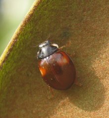 Adalia decempunctata